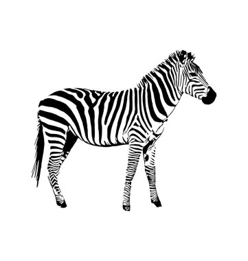 Zebra beyaz arka plan üzerinde elle çizilmiş grafik illüstrasyon vektör