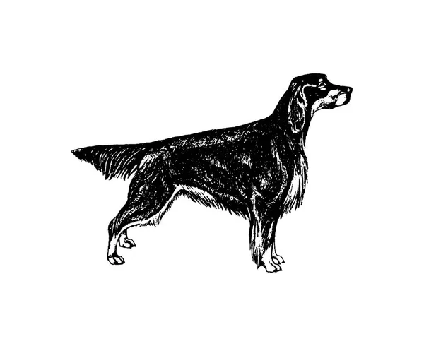 Vector hand getekend hond vintage illustratie op witte achtergrond — Stockvector