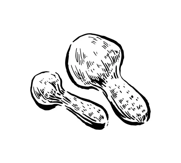 Matsuake paddestoelen. Hand getekend vintage vectorillustratie op witte achtergrond — Stockvector