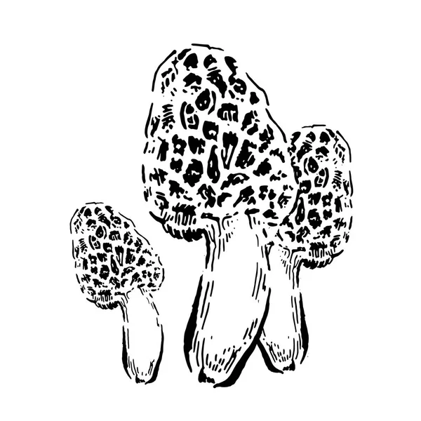 莫瑞尔蘑菇。手绘的复古向量例证在白色背景 — 图库矢量图片