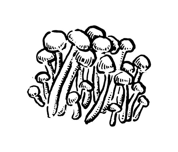 Enoki mushrooms. Hand drawn vintage vector illustration on white background