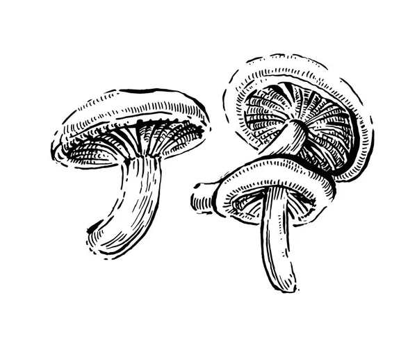 Cogumelos Porcini. ilustração vetor vintage desenhado à mão no fundo branco — Vetor de Stock