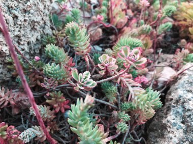 Dikdörtgen succulents, bir saksı kaktüs succulents düzenlenmesi