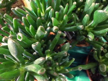 Dikdörtgen succulents, bir saksı kaktüs succulents düzenlenmesi