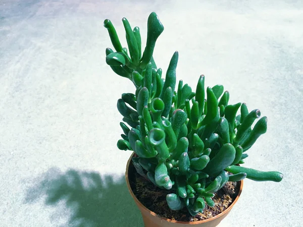 Arranjo retangular de suculentas, suculentas de cacto em um plantador — Fotografia de Stock