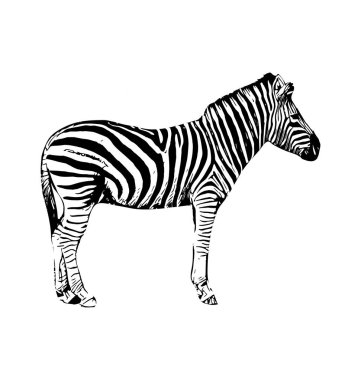 Zebra beyaz arka plan üzerinde elle çizilmiş grafik illüstrasyon vektör