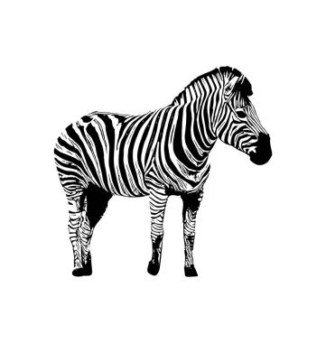Zebra beyaz arka plan üzerinde elle çizilmiş grafik illüstrasyon vektör