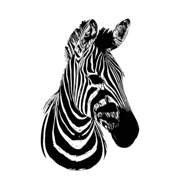 Zebra beyaz arka plan üzerinde elle çizilmiş grafik illüstrasyon vektör