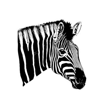 Zebra beyaz arka plan üzerinde elle çizilmiş grafik illüstrasyon vektör