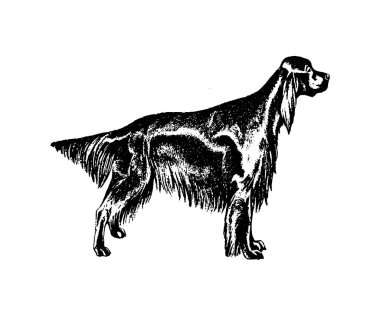 Beyaz arka plan üzerinde köpek vintage illüstrasyon vektör el çekilmiş