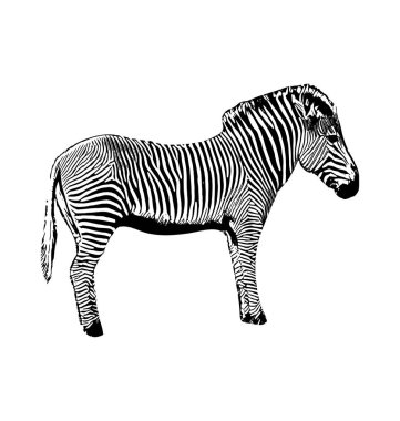 Zebra beyaz arka plan üzerinde elle çizilmiş grafik illüstrasyon vektör