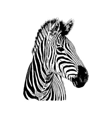 Zebra beyaz arka plan üzerinde elle çizilmiş grafik illüstrasyon vektör