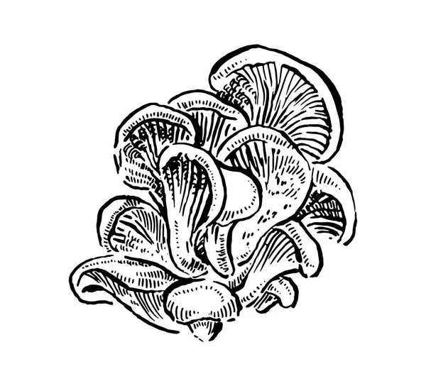 Cogumelos ostra. ilustração vetor vintage desenhado à mão no fundo branco —  Vetores de Stock