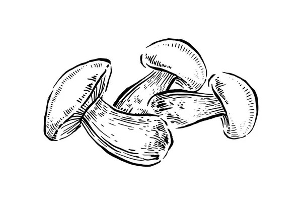 Kantarell svamp. Hand dras vintage vektorillustration på vit bakgrund — Stock vektor