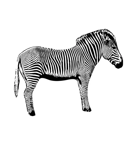 Zebra vector grafische afbeelding van de hand getrokken op witte achtergrond — Stockvector