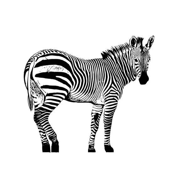 Zebra beyaz arka plan üzerinde elle çizilmiş grafik illüstrasyon vektör