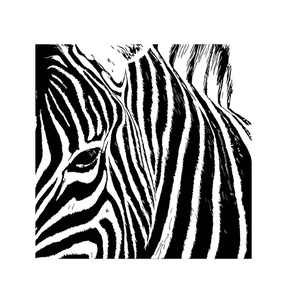 Vetor Zebra ilustração gráfica desenhada à mão sobre fundo branco — Vetor de Stock