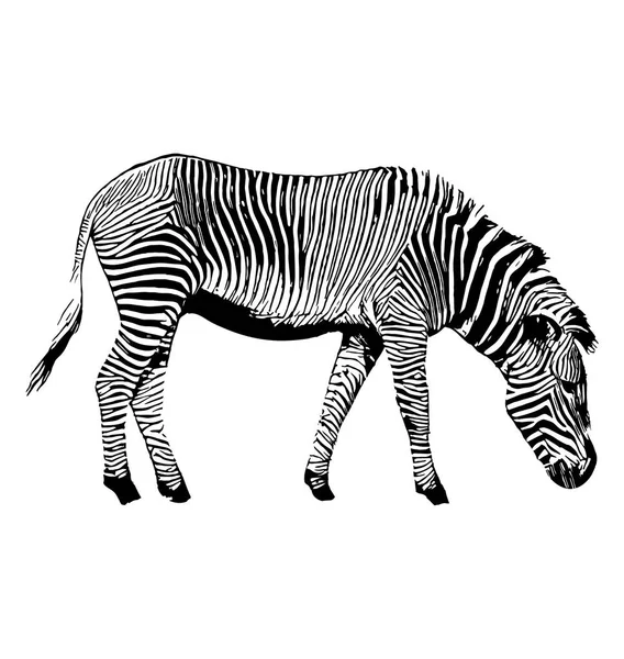 Zebra vektorový grafický obrázek ručně kreslenou na bílém pozadí — Stockový vektor