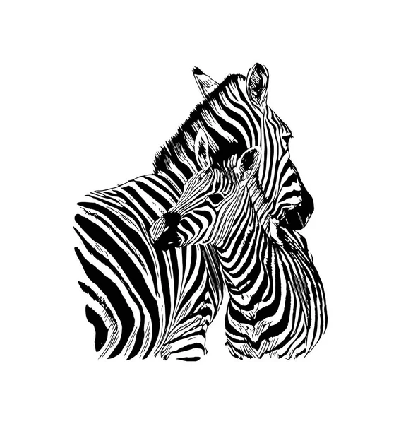 เวกเตอร์ Zebra วาดด้วยมือภาพกราฟิกบนพื้นหลังสีขาว — ภาพเวกเตอร์สต็อก