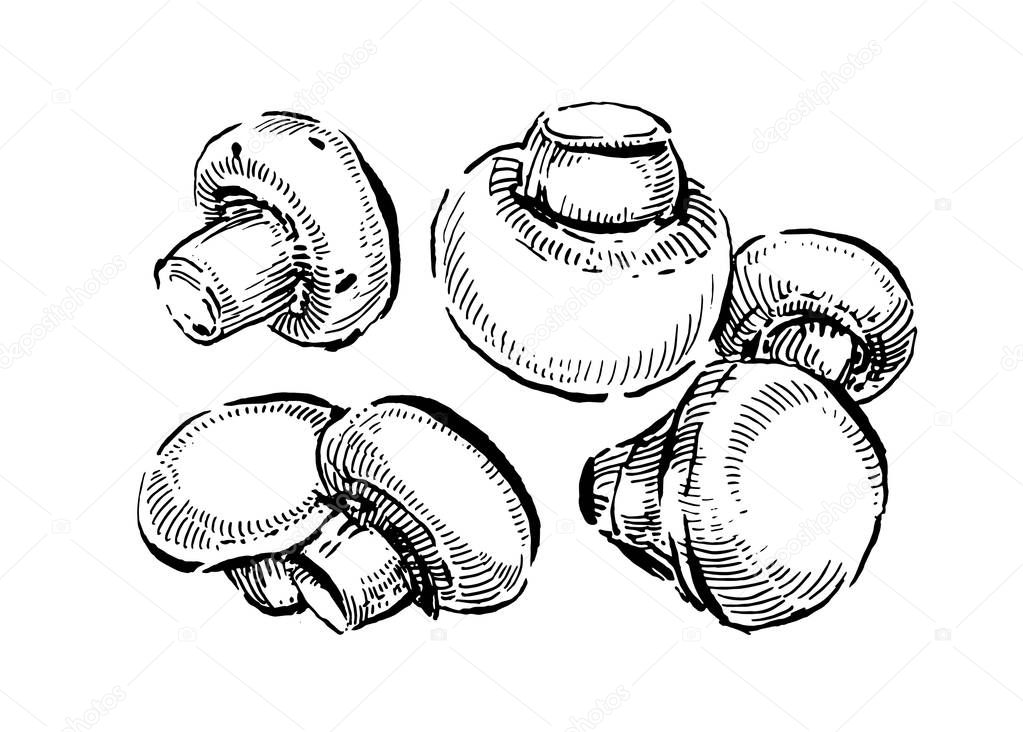 Champignon, White button mushrooms. Hand drawn vintage vector illustration on white background