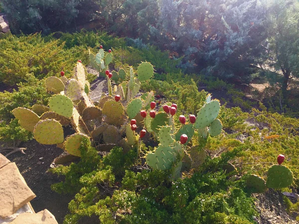 Peras espinosas fruta. Sabres, frutos de Opuntia ficus-indica especies de cactus, también llamados como la higuera india opuntia, higo de Berbería, pera de cactus, cactus espinosos, y pera espinosa . —  Fotos de Stock