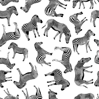 Zebra el çizilmiş grafik illüstrasyon Dikişsiz desen beyaz arka plan üzerinde vektör