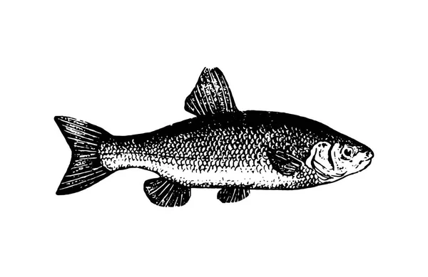 Векторна рука намальована ілюстрація ескізу риб на білому тлі — стоковий вектор
