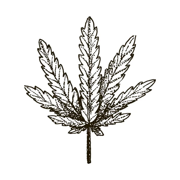 Vector hand dras medicinsk marijuana blad illustration på vit bakgrund. — Stock vektor