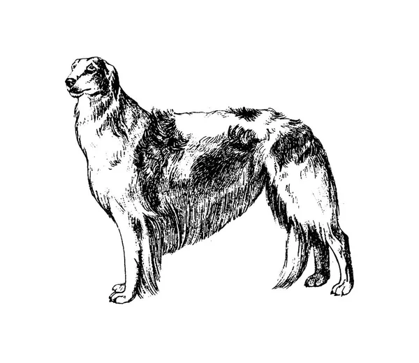 Векторна рука намальована собака старовинна ілюстрація на білому тлі — стоковий вектор