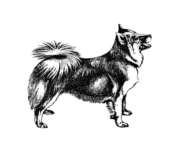 Vector mão desenhada cão collie ilustração do vintage — Vetor de Stock