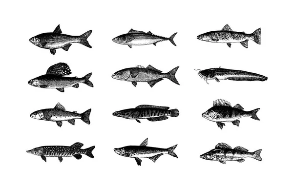 向量手绘鱼速写例证在白色背景 — 图库矢量图片