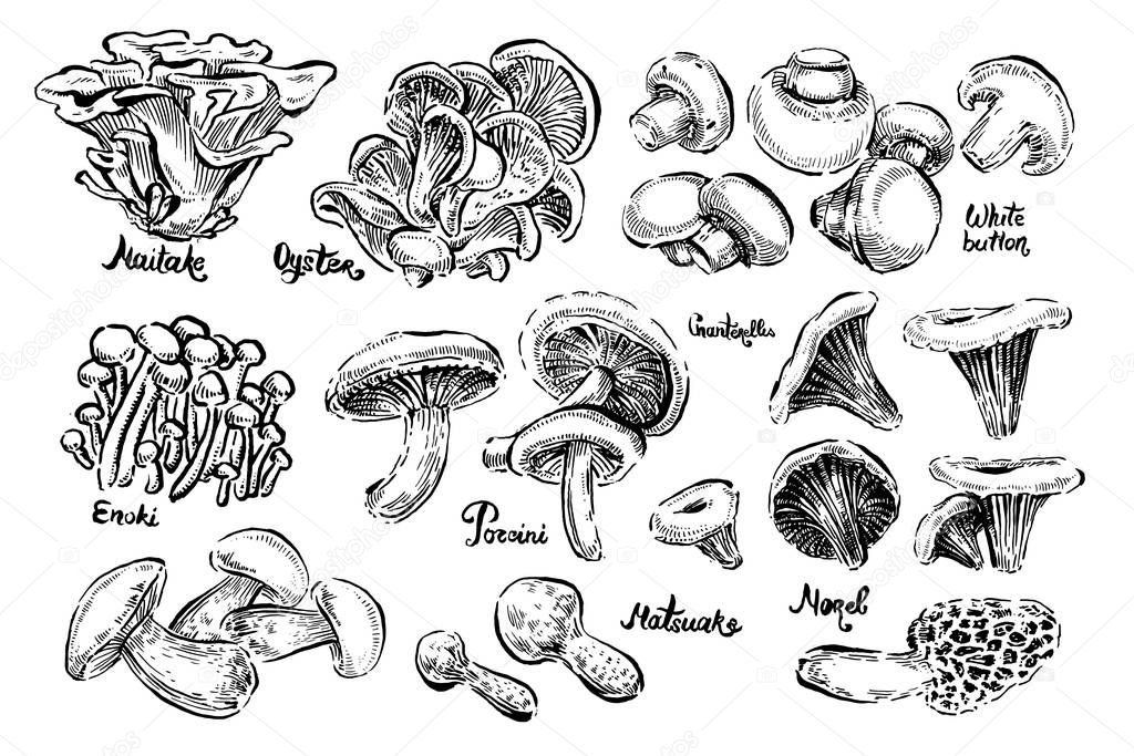 Mushrooms. White button, Morel, Champignon, Chanterelle, Oyster mushrooms, Porcini, Maitake, Enoki, Matsuake. Vintage. Vector illustration