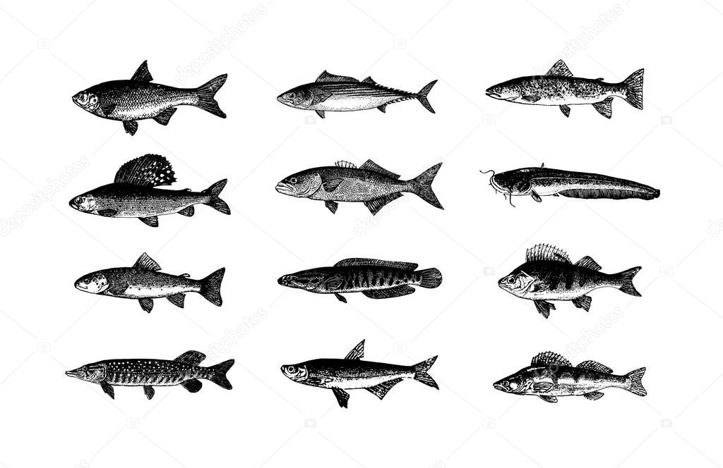 Vector hand drawn Fishes sketch illustration  icon