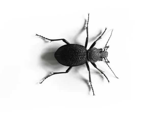 Grande scarabeo nero e viola isolato su sfondo bianco — Foto Stock