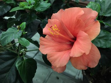 Parlak pembe mor hibiscus çiçek büyük sinensis yeşil yaprakları doğal zemin üzerine yükseldi. Pembe tropikal Bahçe. Hibiscus Hawaii bitki büyüme yağmur ormanları orman bitki örtüsü 