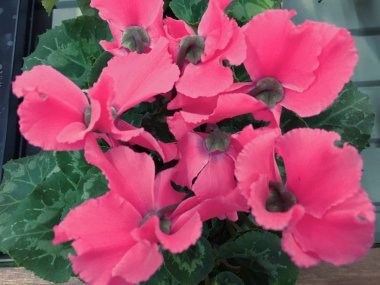 Siklamen kapatın. Makro. Bir güzel parlak arka plan ile yatay bir Siklamen rengi pembe. Primulaceae aile. Siklamen persicum.