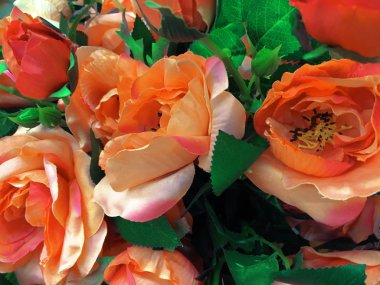 Begonia çiçek açan çiçekler içinde belgili tanımlık Bahçe, soyut yeşil doğa geçmiş bahar manzaraları