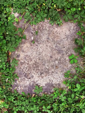 Üç yapraklı yoncaları ile yeşil arka plan. St Patricks Günü tatil sembolü. 