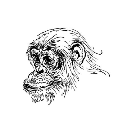 Beyaz arka plan üzerinde izole maymun vektör el çizilmiş kroki