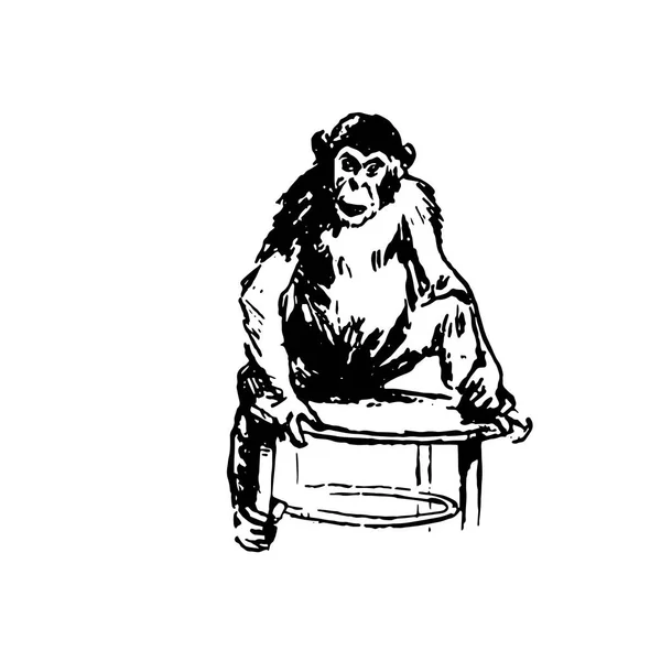 Croquis vectoriel dessiné à la main du singe isolé sur fond blanc — Image vectorielle