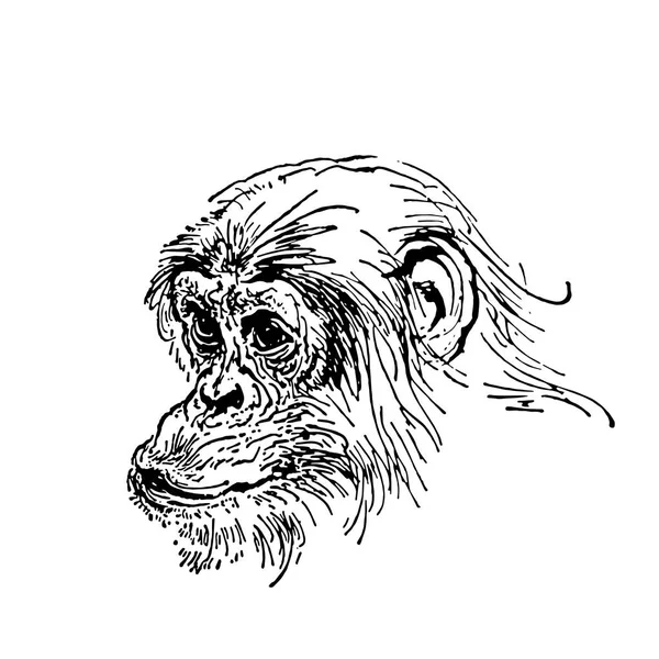 Векторный рисунок обезьяны на белом фоне — стоковый вектор