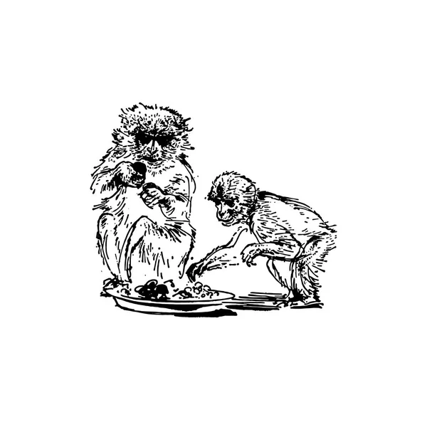 Dibujo dibujado a mano vectorial de mono aislado sobre fondo blanco — Archivo Imágenes Vectoriales