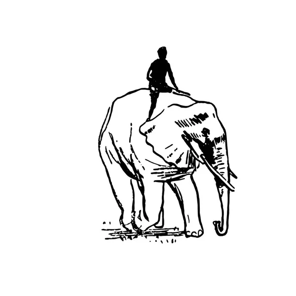 Vector hand getrokken schets van olifant zwart op witte achtergrond — Stockvector