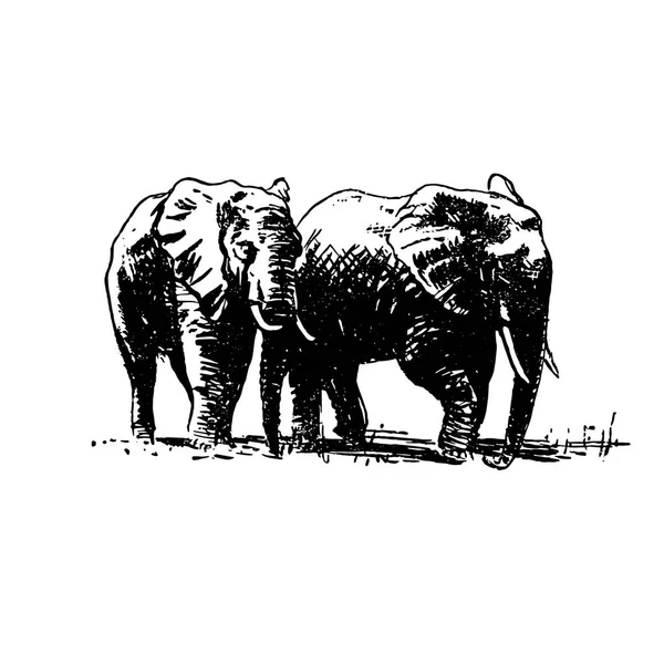 Filin beyaz arka plan üzerinde siyah vektör el çizilmiş kroki