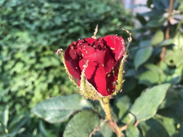 Doença de flores de jardim pulgão em rosas — Fotografia de Stock