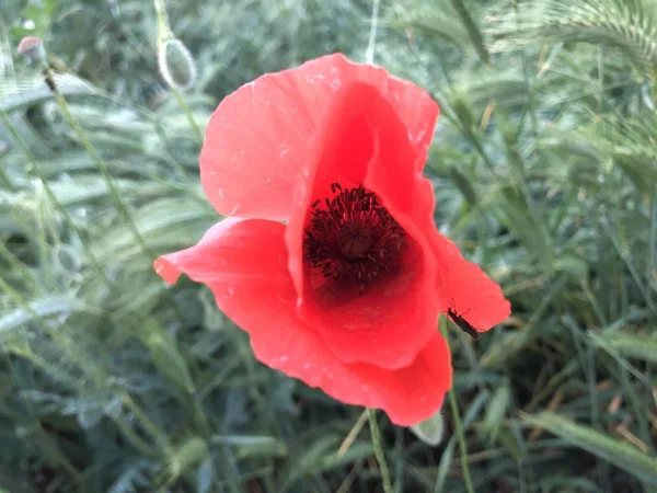 Coquelicot rouge sauvage sur champ d'herbe verte — Photo