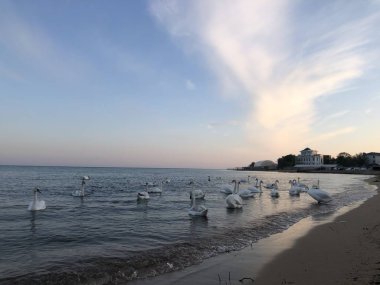 Gün batımı arka planda deniz kıyısında güzel beyaz kuğular