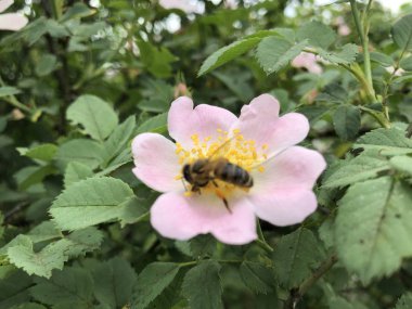 içinde arı ile pembe kuşburnu çiçek