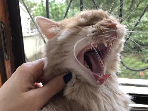 Fechar bocejos de gato vermelho no fundo da janela — Fotografia de Stock