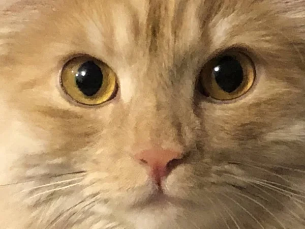 Πορτρέτο του ένα κοντινό-up γάτα τζίντζερ, κίτρινα μάτια — Φωτογραφία Αρχείου